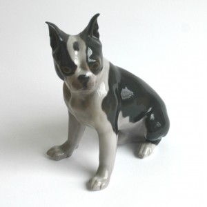 Boston Terrier