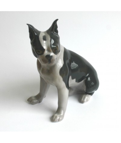 Boston Terrier