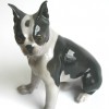 Boston Terrier